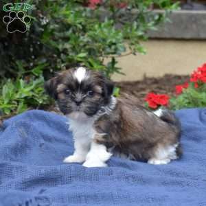 Avocado, Shih Tzu Puppy